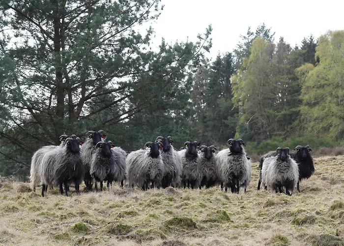 Gospodarstwo agroturystyczne Theeshof *